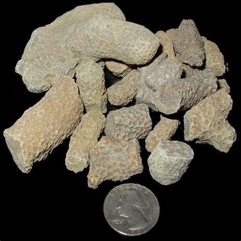 buy bulk fossils